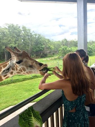 Women feeding giraffe